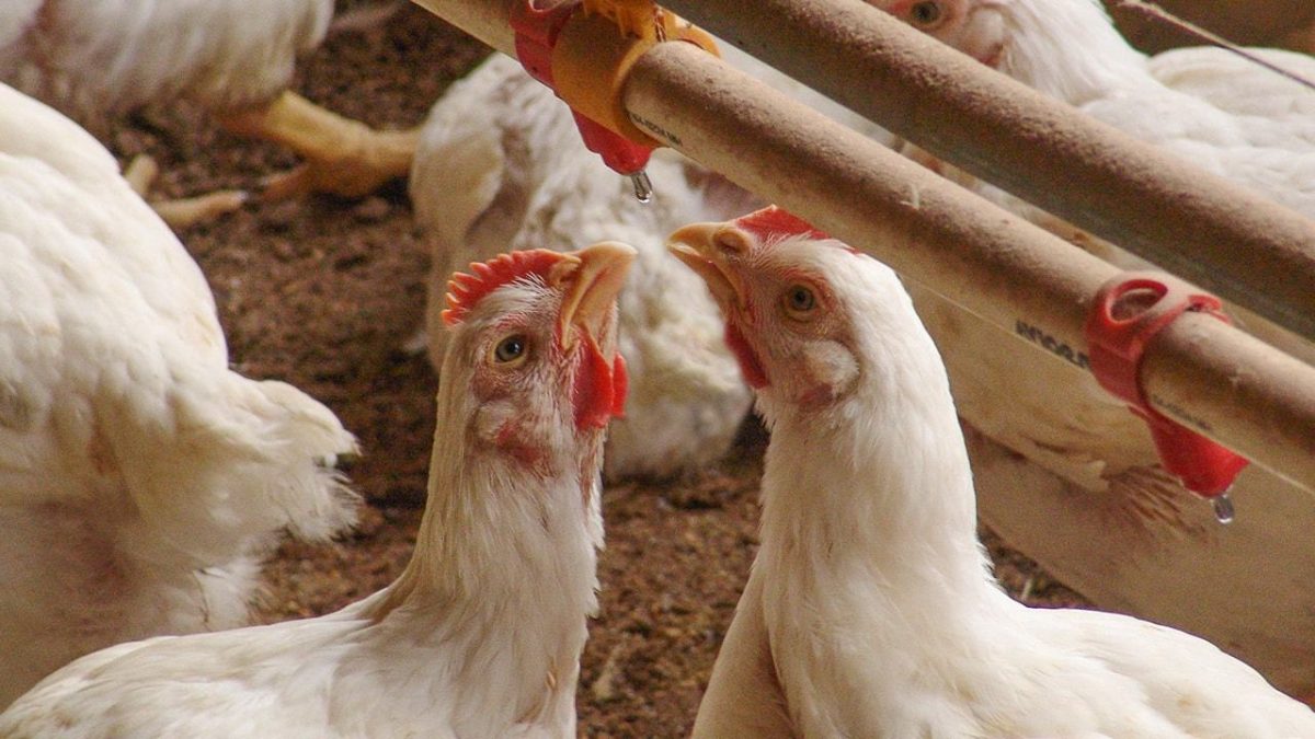 Tylosin Treatments, Dosage and Usage Total Pooch