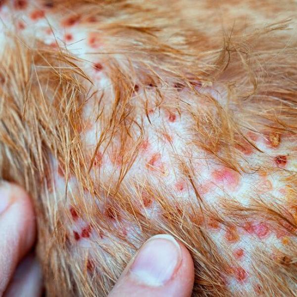 Bacterial Folliculitis Dog