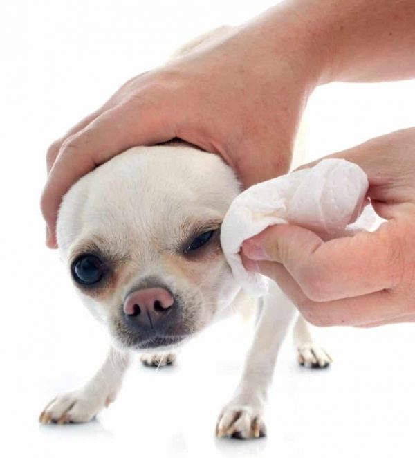 natural-rapport-eye-tear-stain-remover-review-total-pooch