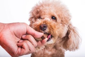Dog worm infections
