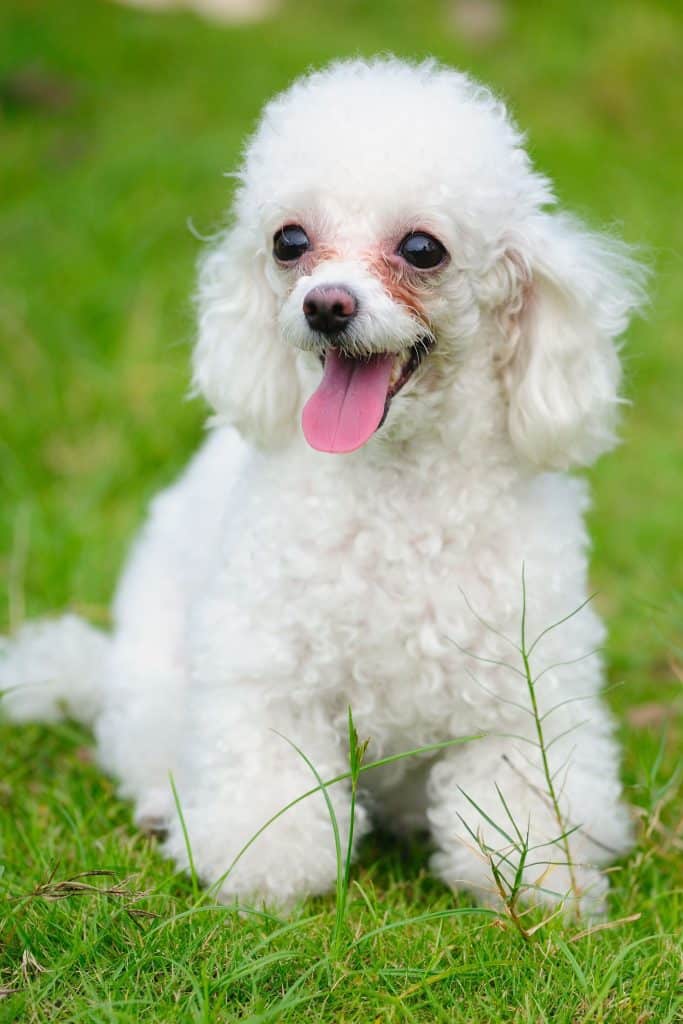 Guide to Getting Rid of Tear Stains on Your Poodle Total Pooch