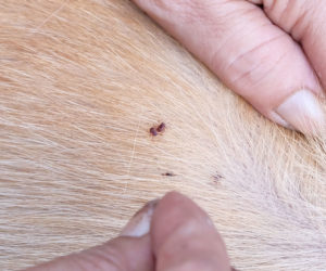 Flea Infestations in Dogs Causes, Symptoms and Treatments – Total Pooch