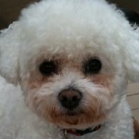 how do i clean my bichon frise eyes