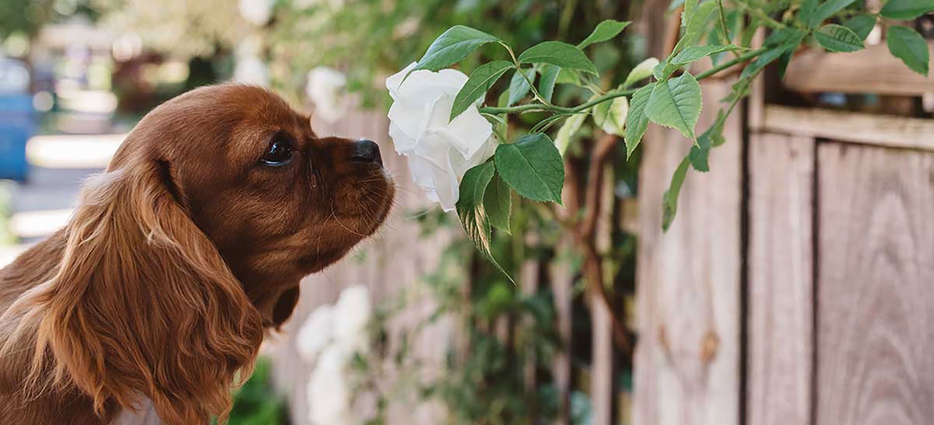 Quercetin for Dogs with Allergies Uses, Benefits and Side Effects