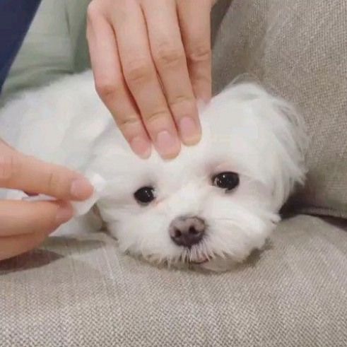 Maltese Tear Stain Remedies – Total Pooch