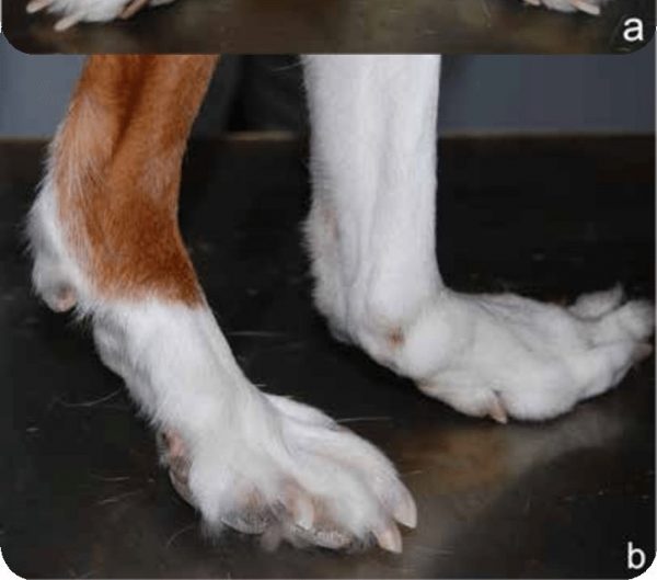 Carpal Laxity Syndrome (Knuckling Over) in Your Dog Causes, Symptoms