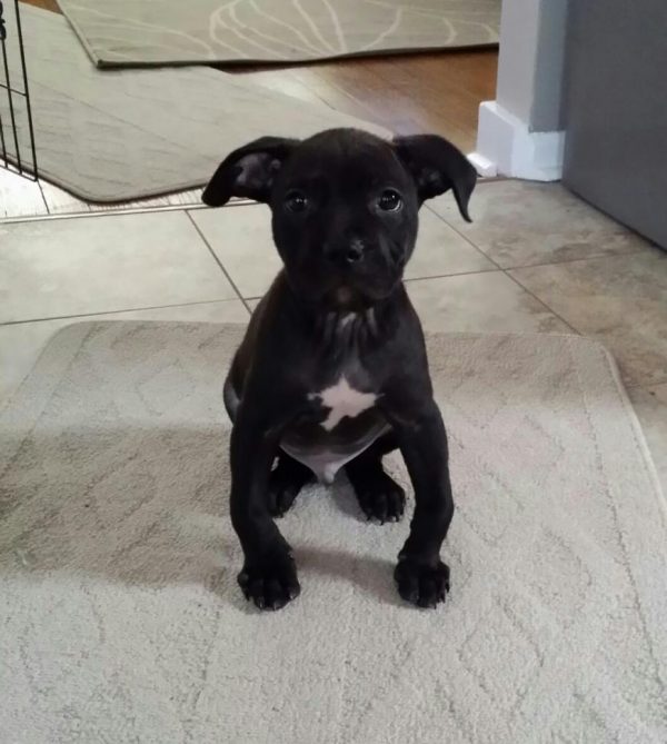 Knuckling in Dogs Causes, Symptoms and Treatment Total Pooch