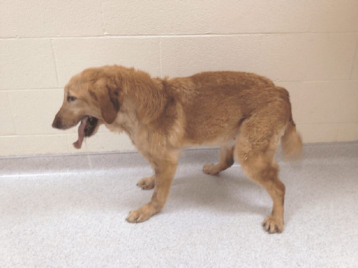 Knuckling in Dogs Causes, Symptoms and Treatment Total Pooch