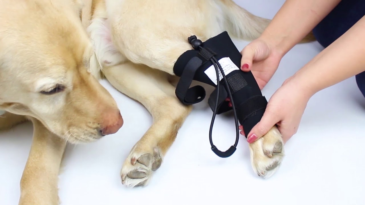 Walkin NoKnuckling Training Socks for Dogs Review Total Pooch