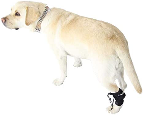 Best Anti-Knuckling Devices for Dogs – Total Pooch