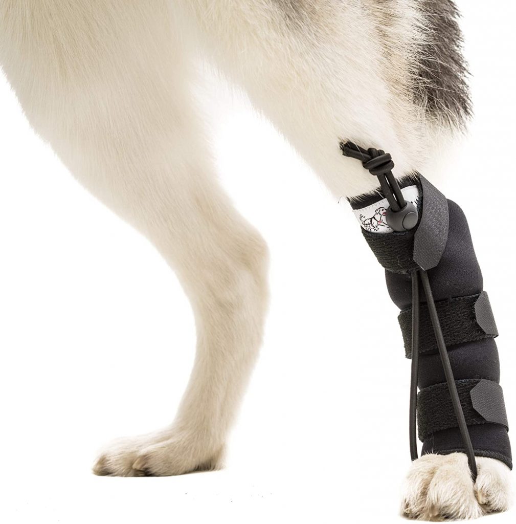 Best Anti-Knuckling Devices for Dogs – Total Pooch