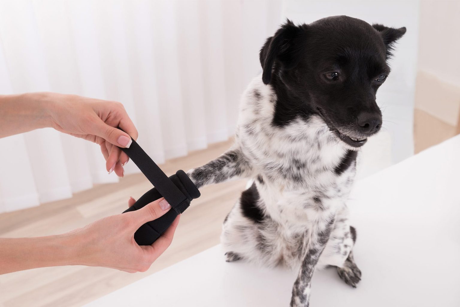 Best Noknuckling Training Socks for Dogs Total Pooch