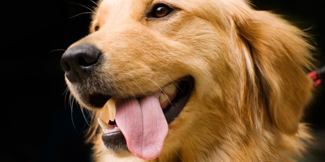 how-do-i-get-rid-of-tear-stains-on-my-golden-retriever-total-pooch