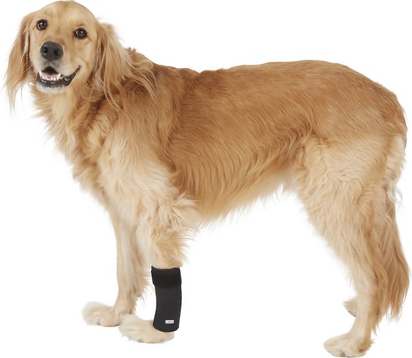 How To Wrap A Dog S Leg Wound At Susan Bryan Blog