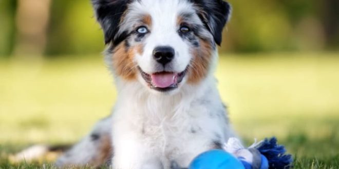 How to Correct Knuckling Over in Puppies - Total Pooch