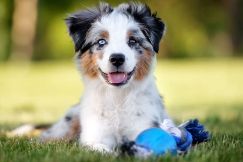 How to Correct Knuckling Over in Puppies Total Pooch