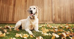 Using Pyrantel Pamoate to Deworm your dog